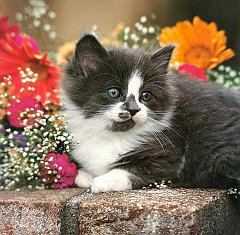 Gatti (8)